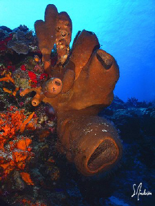 This image is from Paradise Reef - Hours can be spent on ... by Steven Anderson 